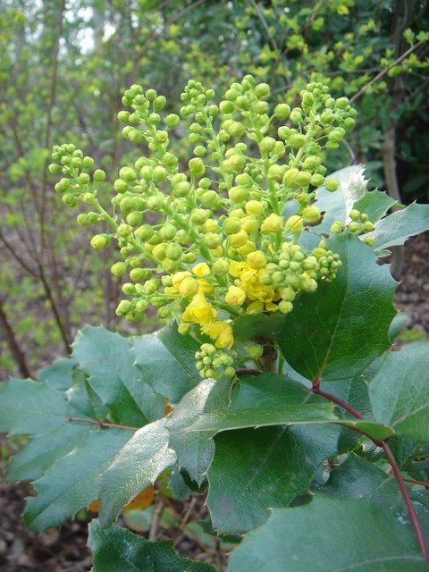 Mahonia aquifolium 3